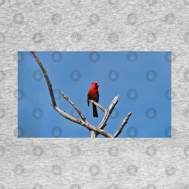 Male Northern Cardinal Perched In A Tree by BackyardBirder